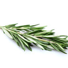 Rosemary Leaf Extract